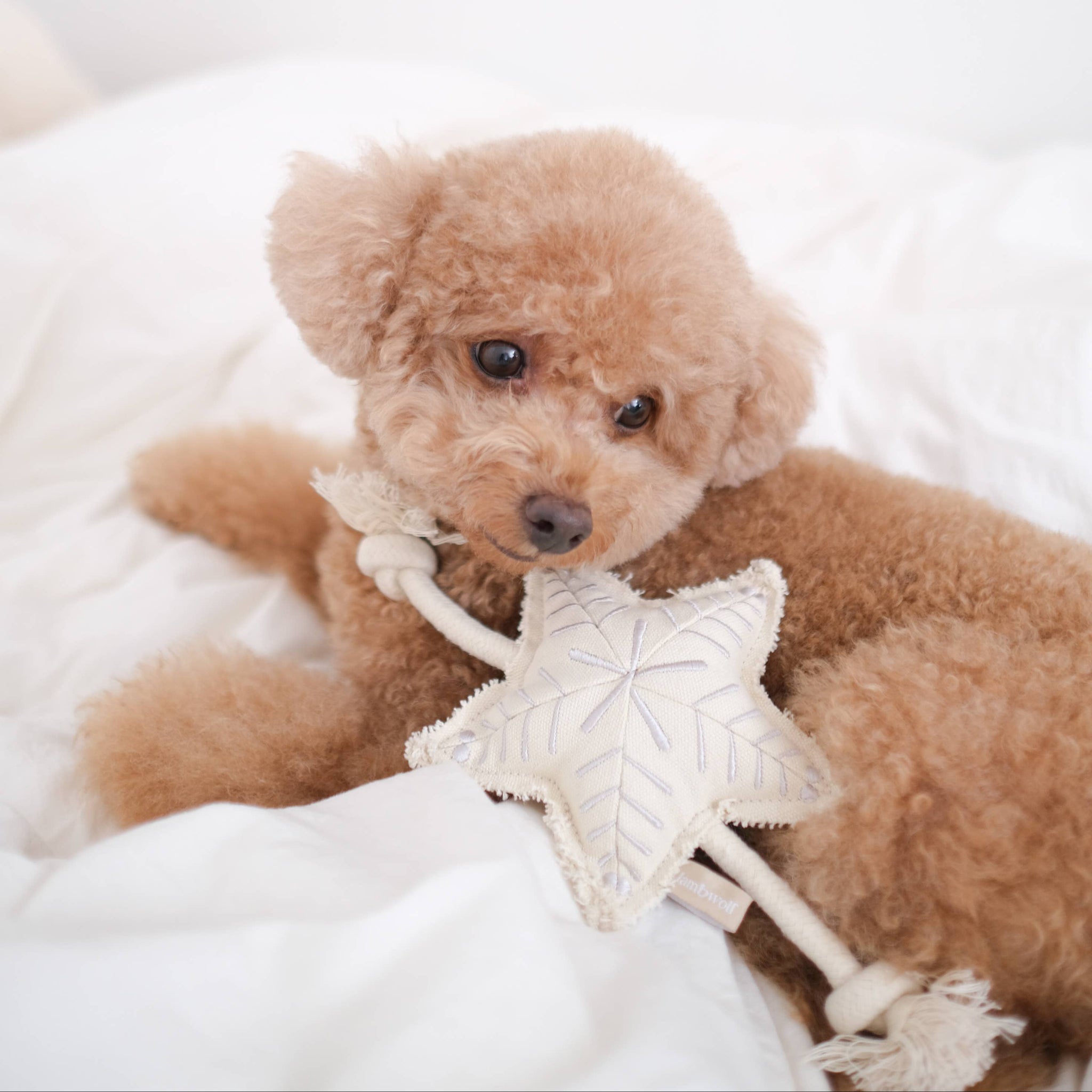 Lambwolf Collective - HOLIDAY STAR