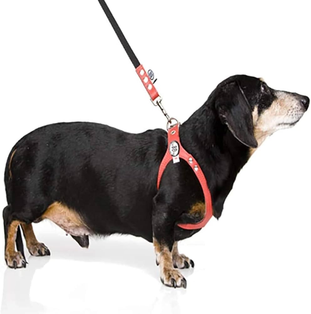 Buddy Belts Harnesses – Limited