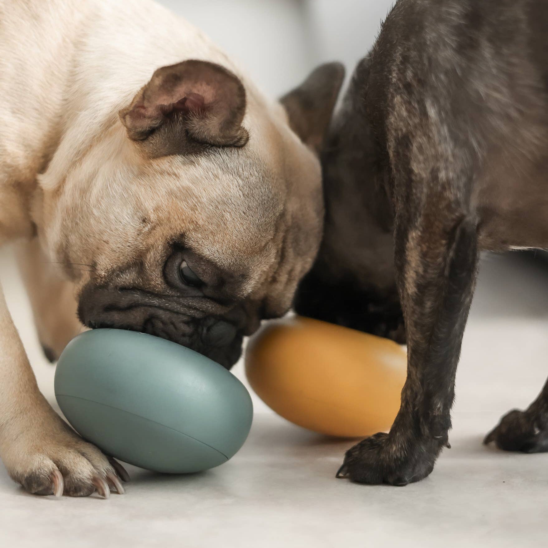 Two dogs playing with colorful eggs on a light surface.