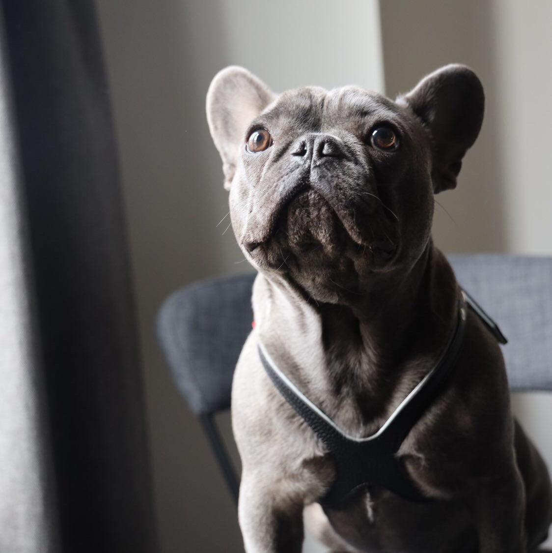 Buddy Belts Harnesses – Permanent