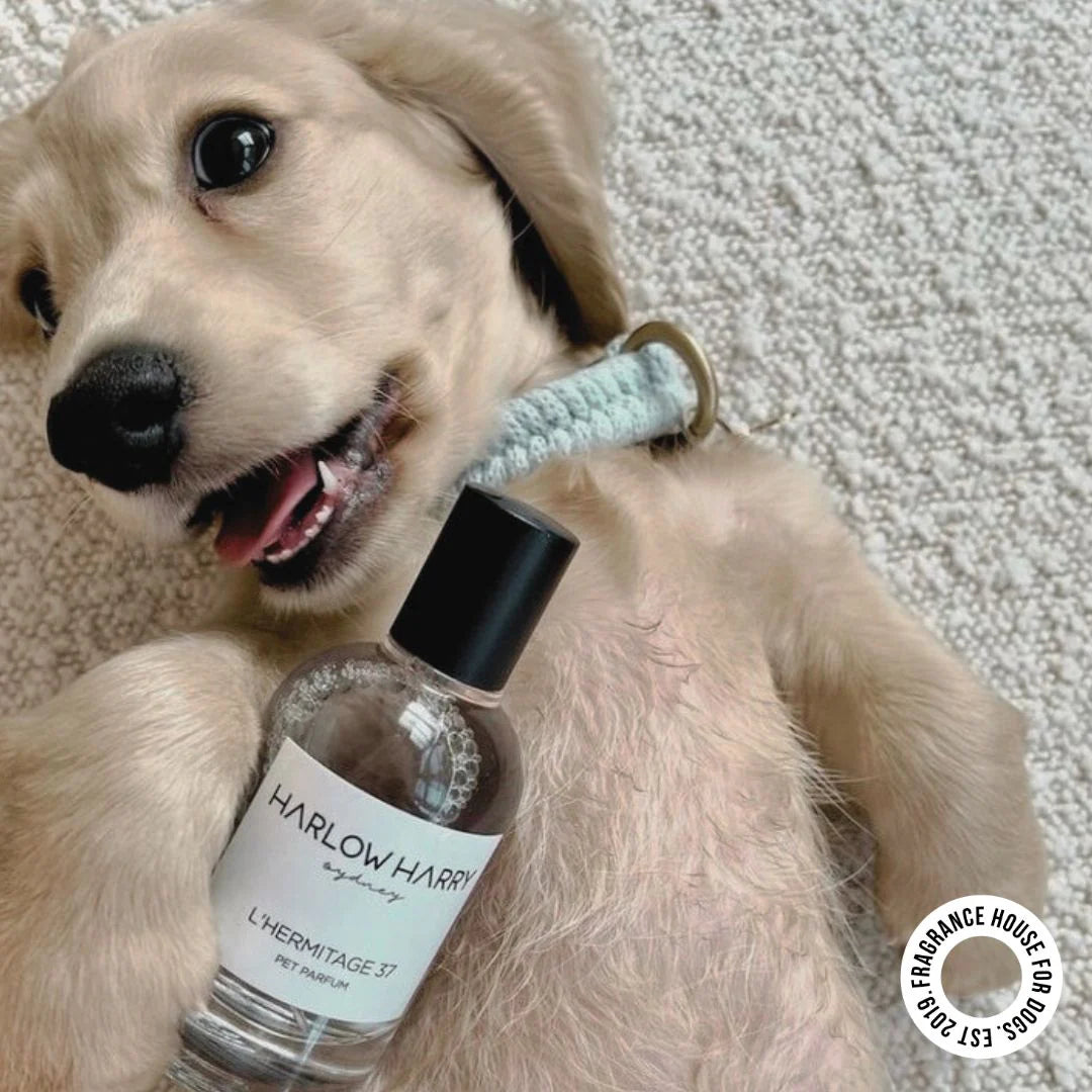 Pet Parfum | L'hermitage 37