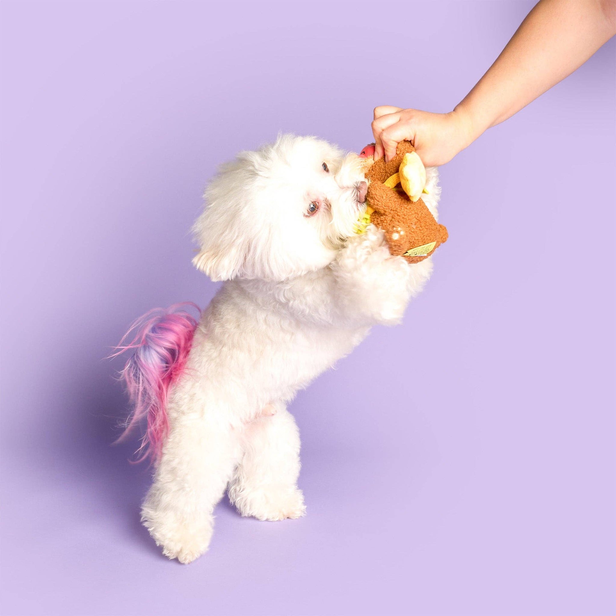 the furryfolks - Happy Bear Tofino Nosework Toy