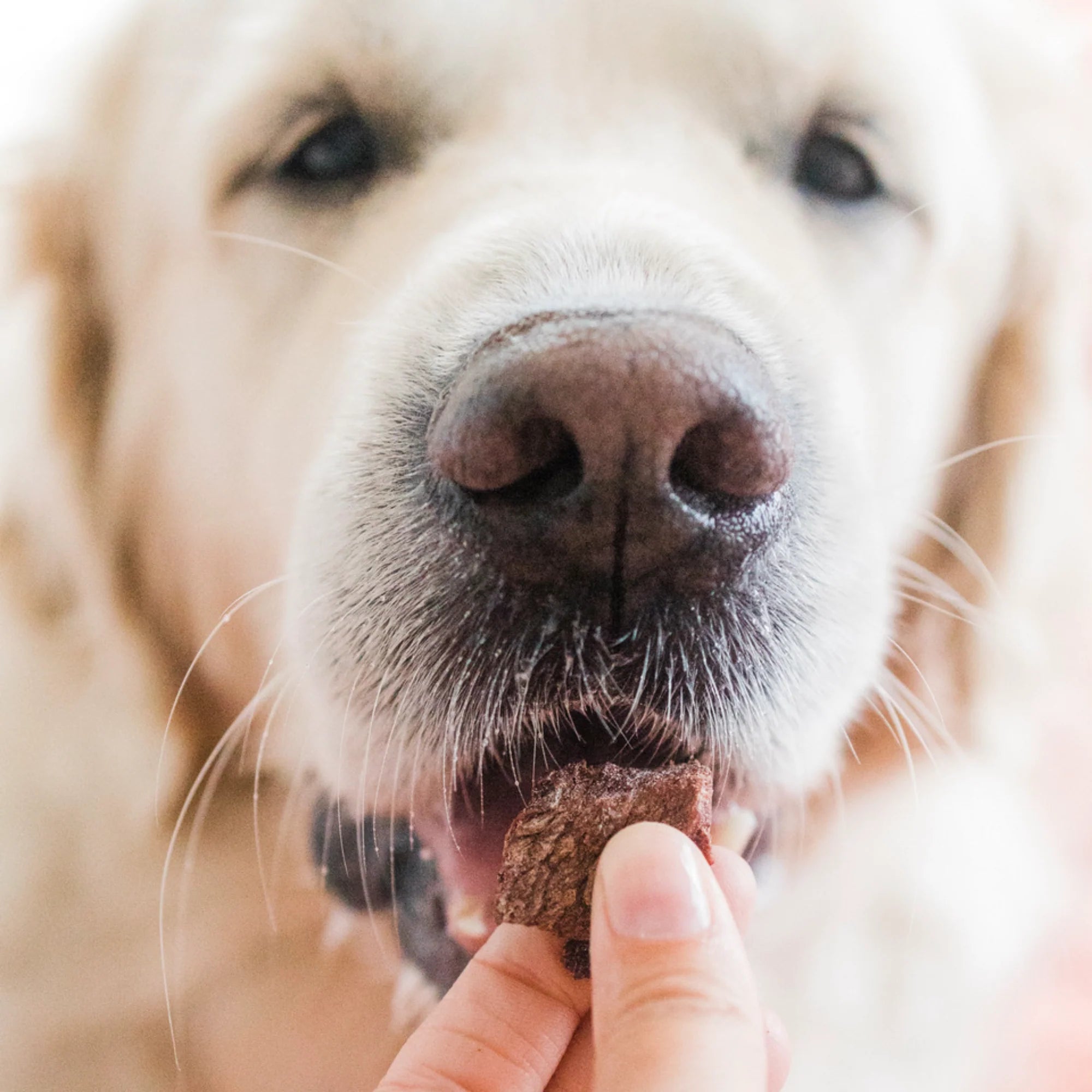 Freeze Dried Emu  Treats