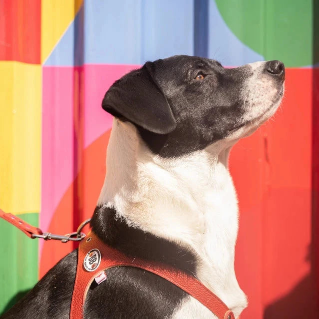 Buddy Belts Harnesses – Limited