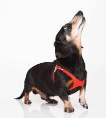 Buddy Belts Harnesses – Limited