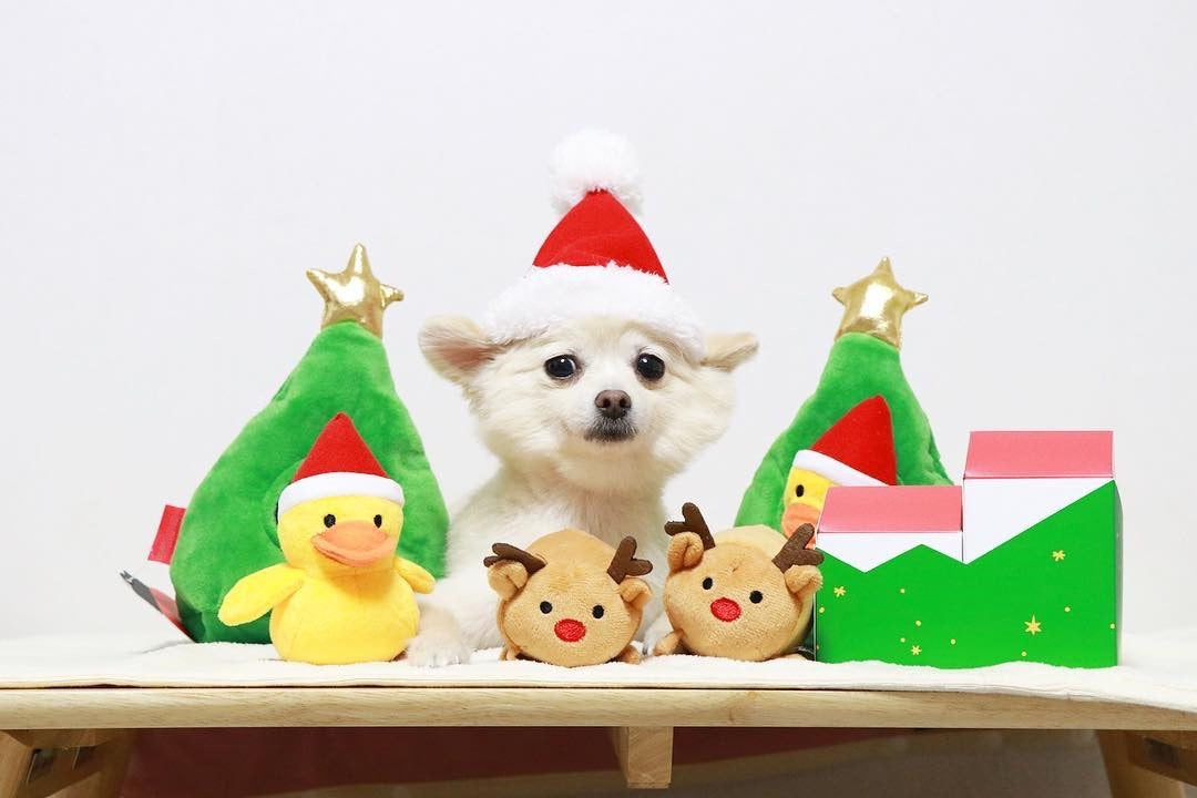 It's Christmas Dog Toy