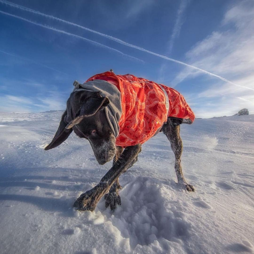 Winter Lover Dog Parka Raincoat