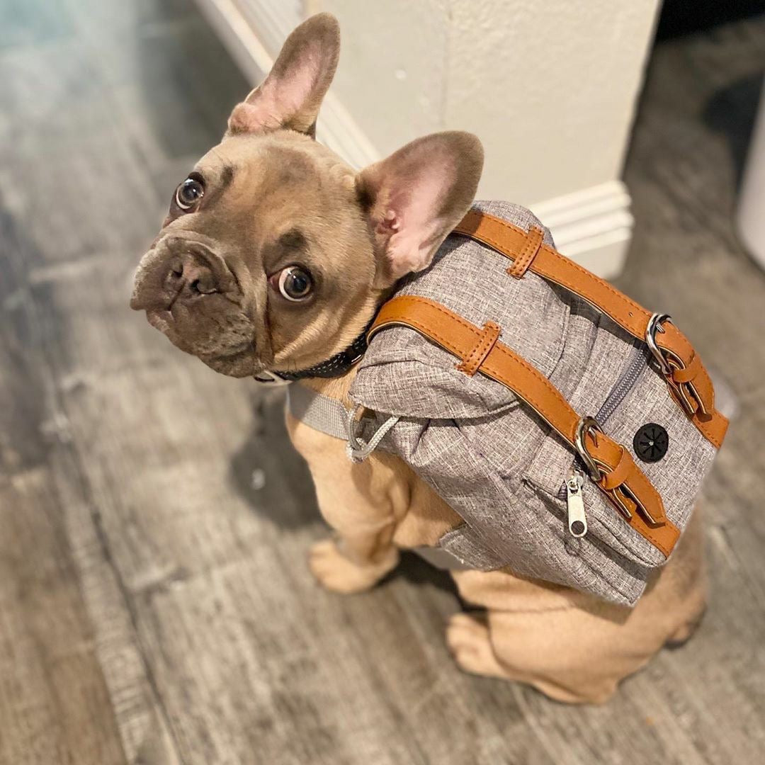 Good Boy Backpack For Dog