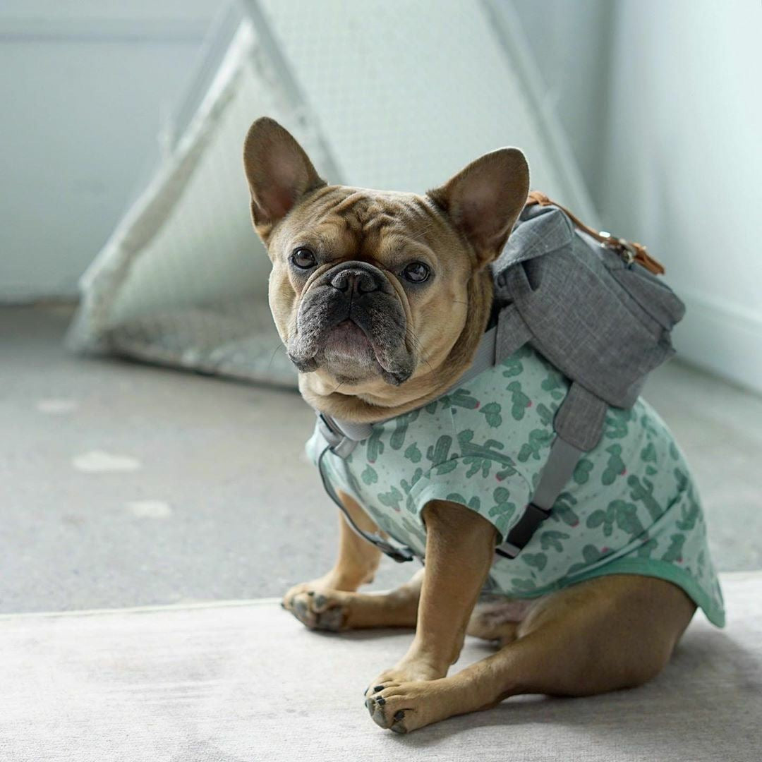Good Boy Backpack For Dog